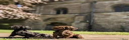 Cocker Spaniel dogs for sale: Sort hard to find - Advert 28