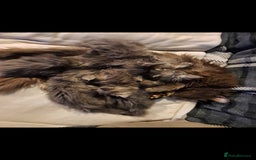 Nebelung cats for sale: Fluffy Nebelung mixed kittens for sale, last one - Advert 10