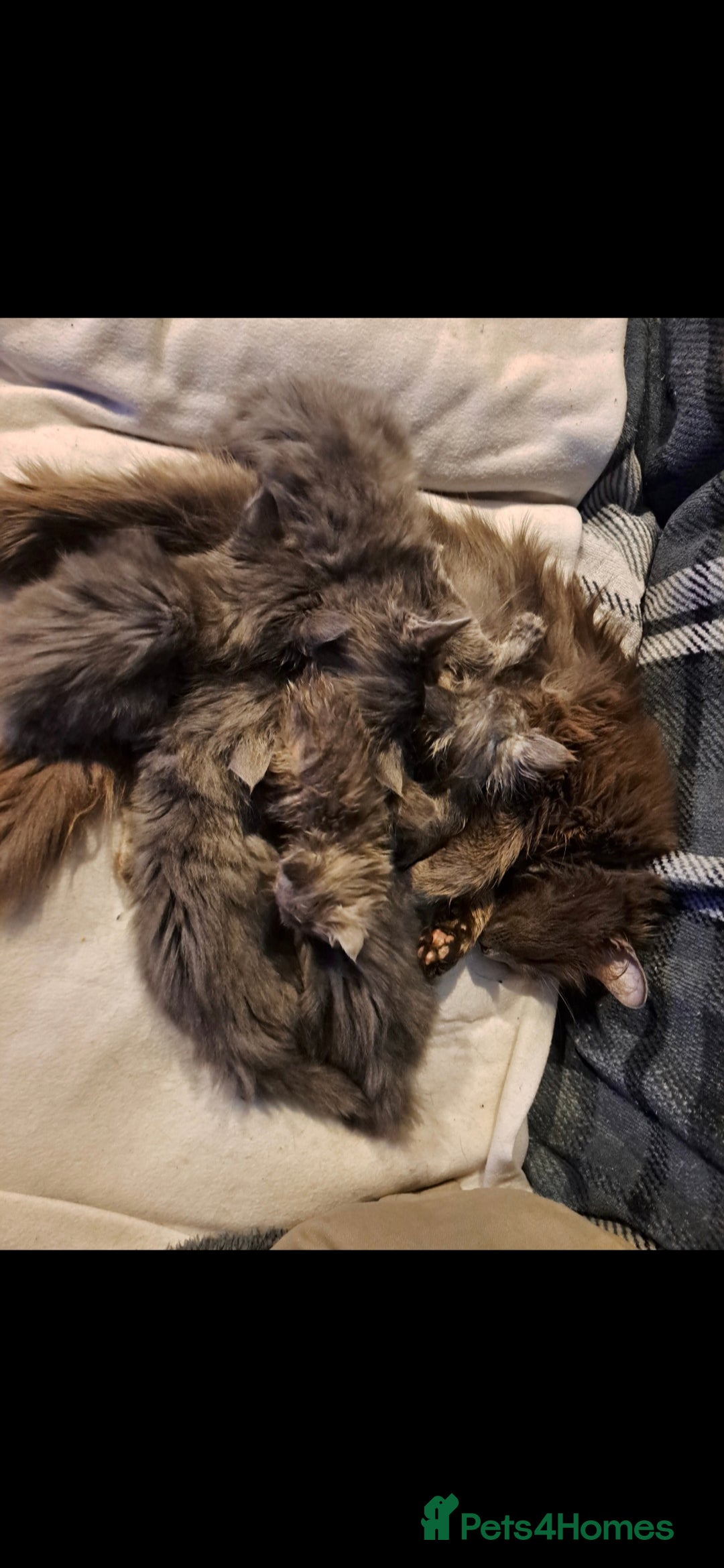 Nebelung cats for sale: Fluffy Nebelung mixed kittens for sale, last one - Advert 10