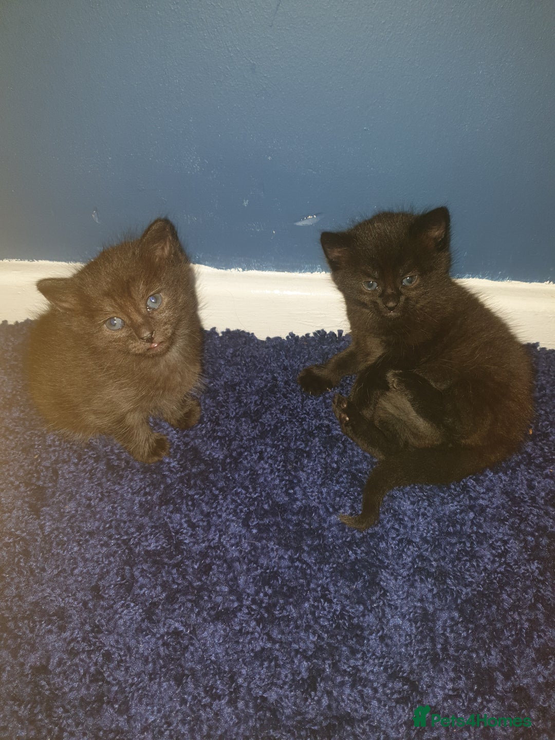 Domestic Shorthair cats for sale: Ghost tabby - Image 4