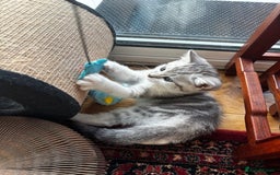 British Shorthair cats for sale: Beautiful British Shorthair/Turkish Angora Kittens - Image 23