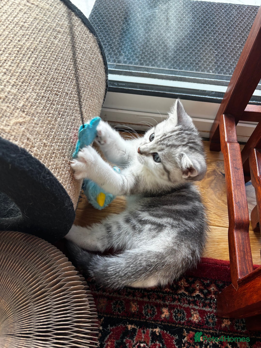 British Shorthair cats for sale: Beautiful British Shorthair/Turkish Angora Kittens - Image 23