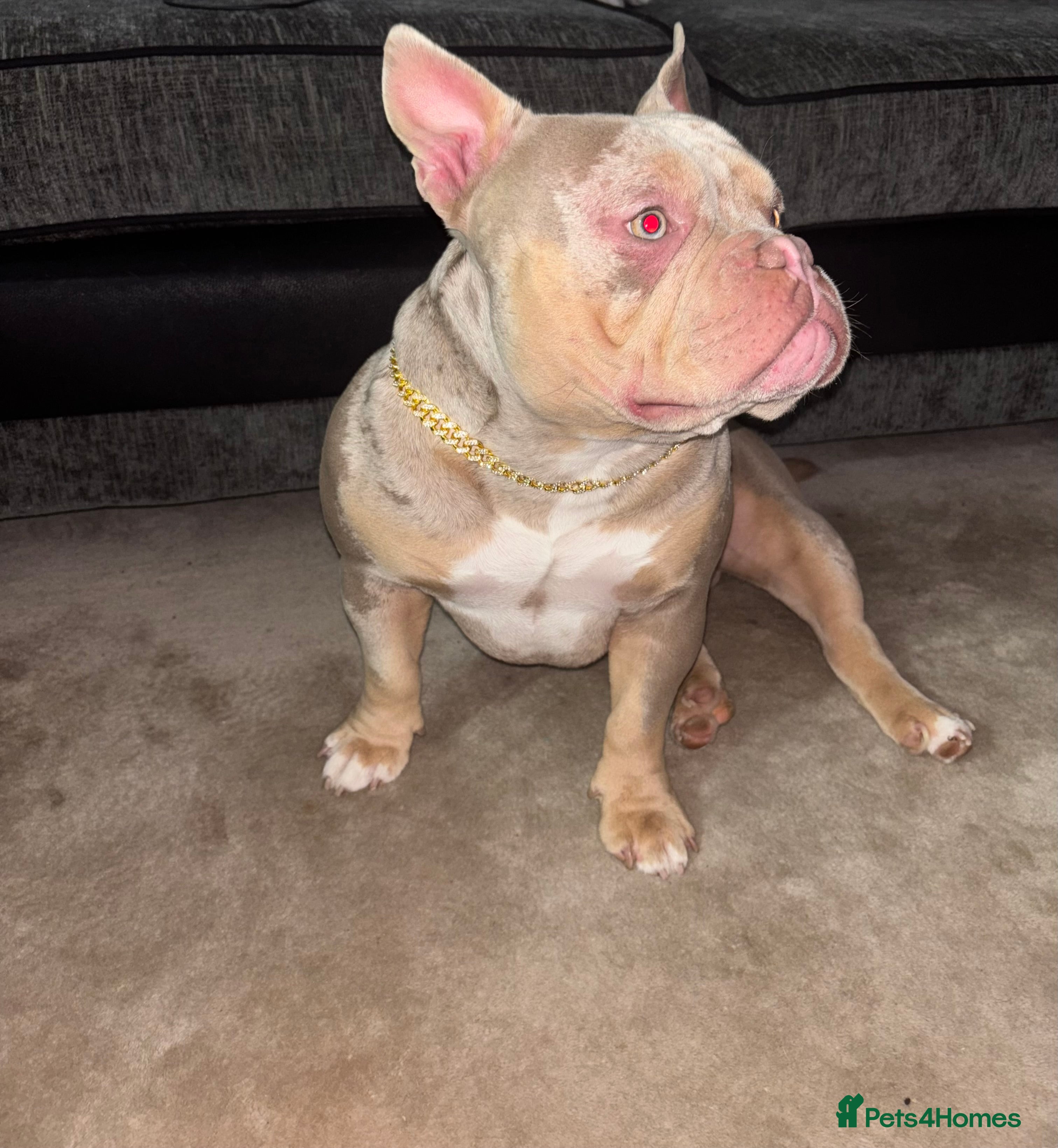 American Bully dogs Merle micro pocket bully  - Advert 1