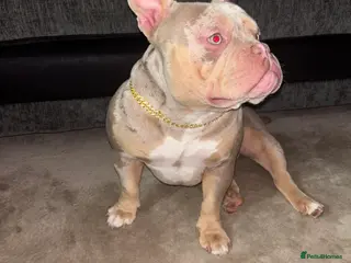 American Bully dogs Merle micro pocket bully - Advert 6