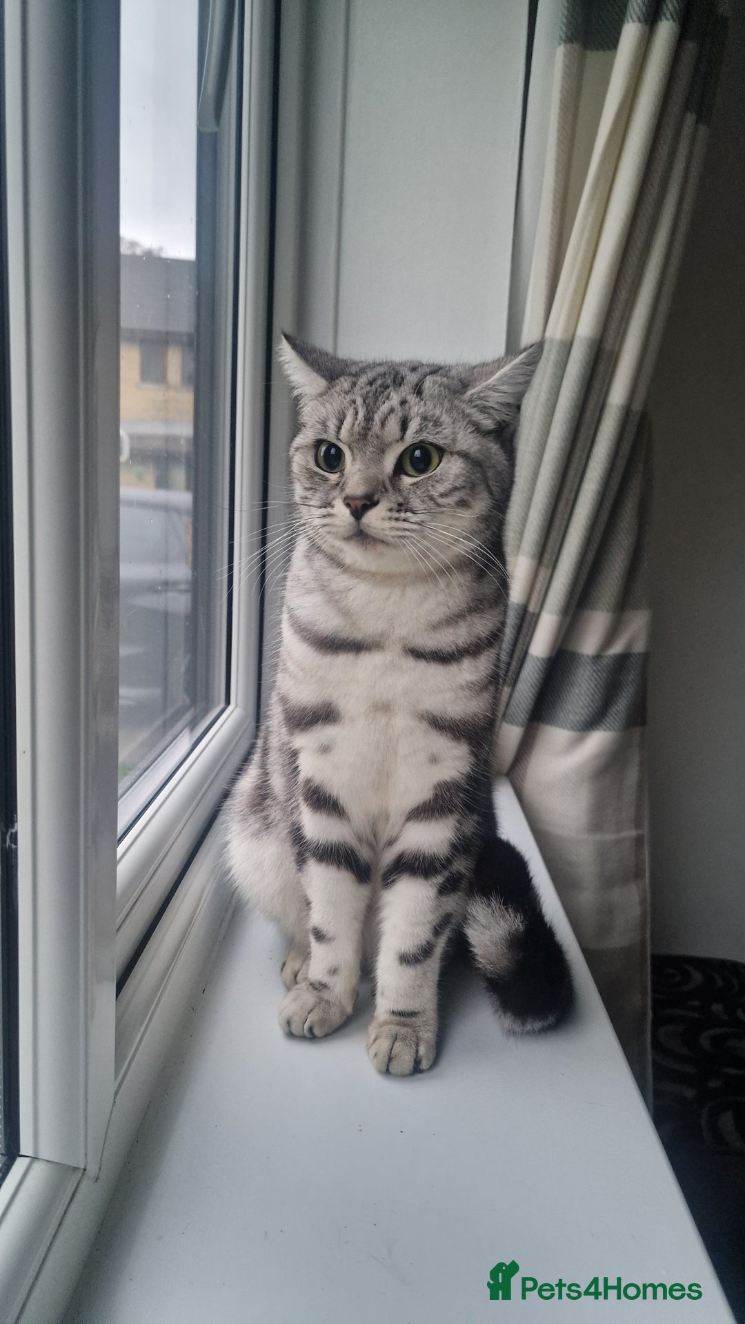 British Shorthair cats for sale: Silver Classic Tabby British Shorthair - Advert 1