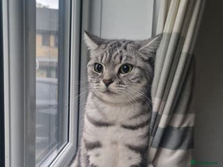 British Shorthair cats Silver Classic Tabby British Shorthair - Advert 11