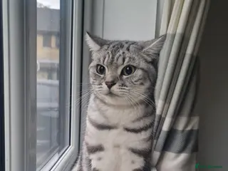 British Shorthair cats Silver Classic Tabby British Shorthair - Advert 10