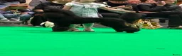 Standard Poodle dogs for sale: Exceptional Standard Poodle Puppies  - Advert 3