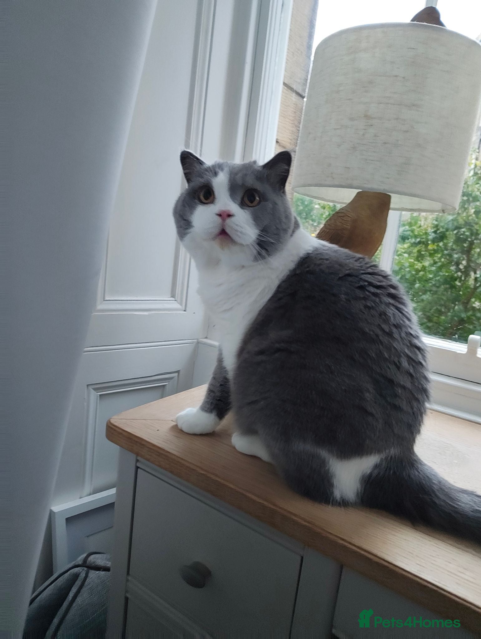 British Shorthair cats British Short Hair Boy 🧸 - Advert 16