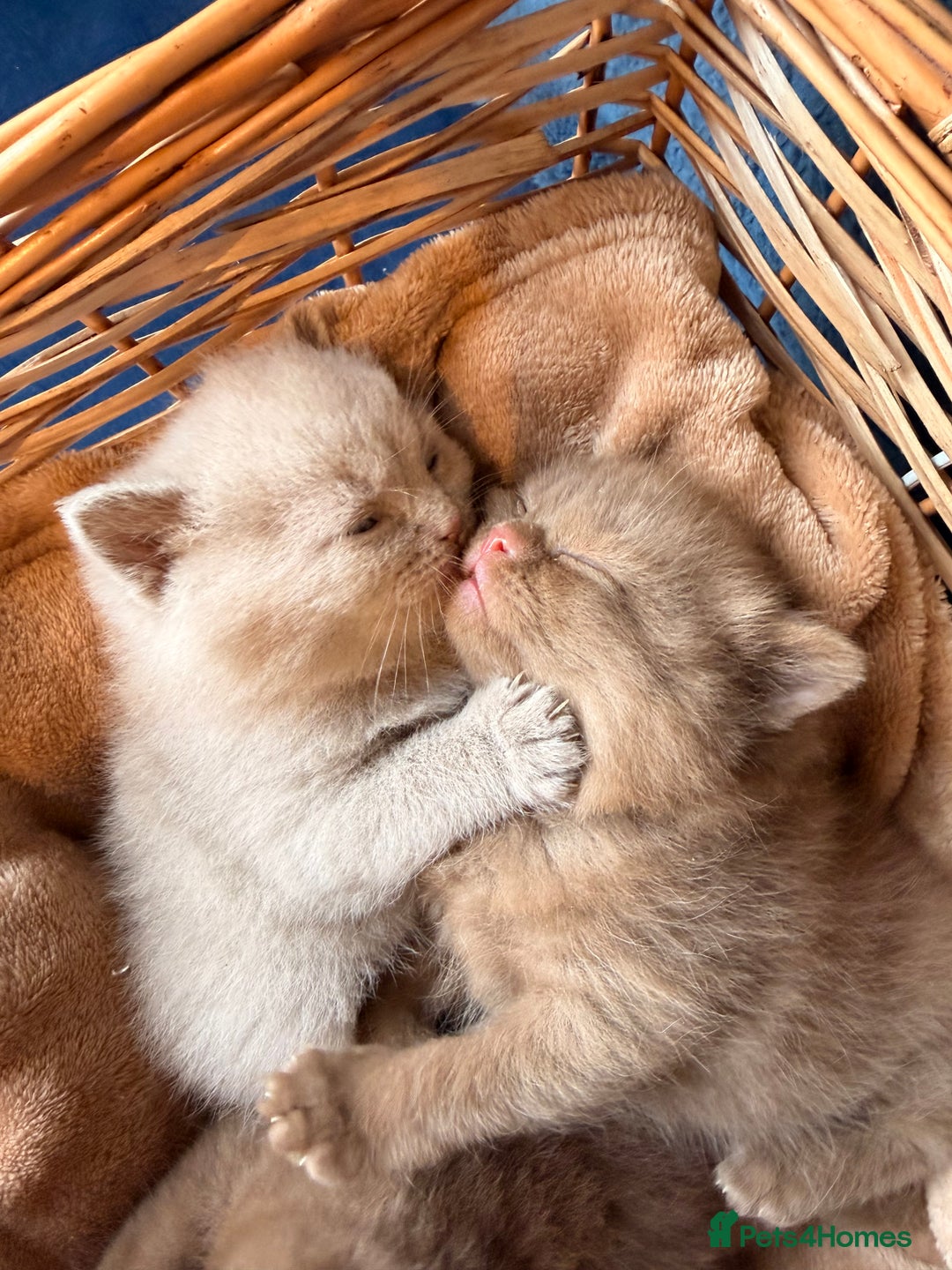 British Shorthair cats for sale: Cinnamon British shorthair kittens - Advert 14