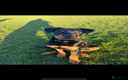 Rottweiler dogs for sale: Loki, Male 8 month rottweiler - Image 5