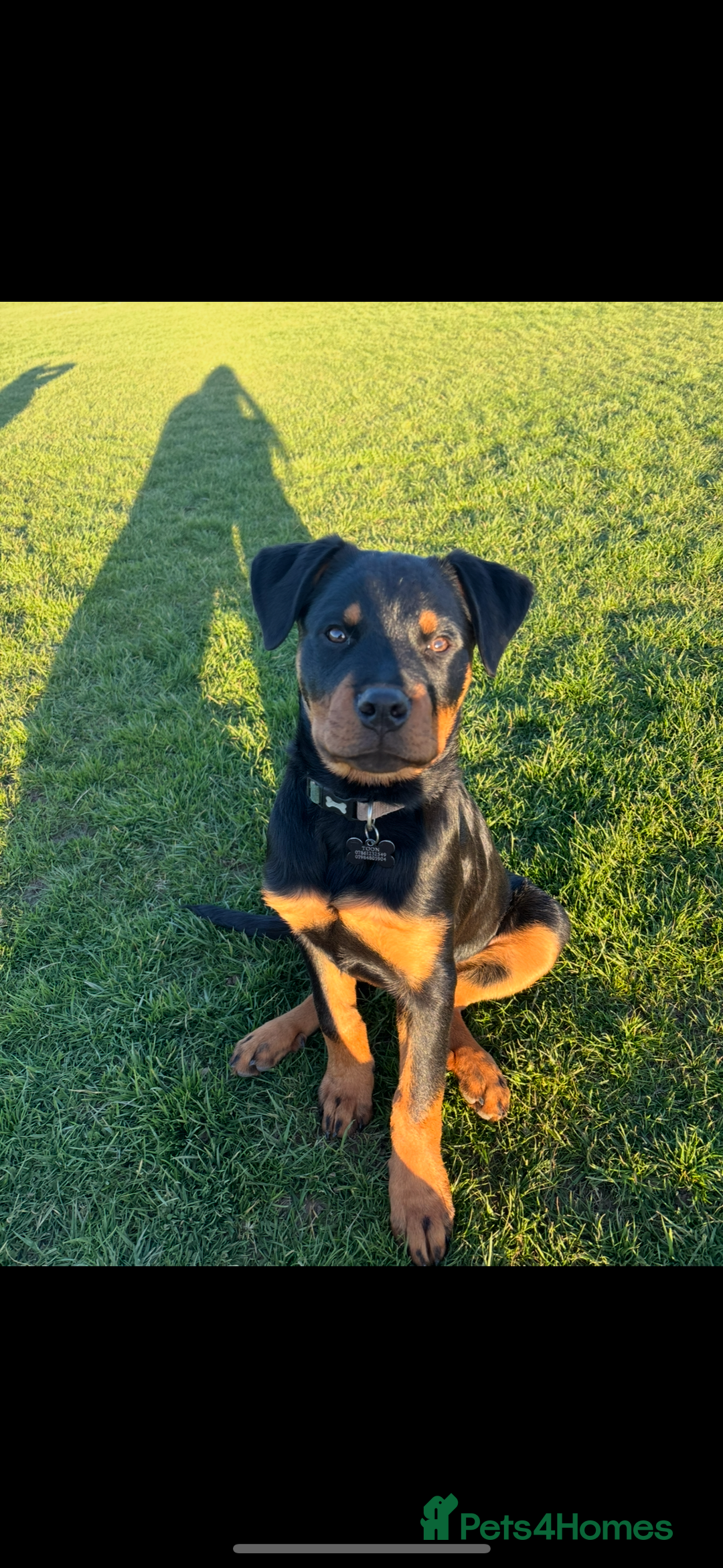 Rottweiler dogs for sale: Loki, Male 8 month rottweiler - Image 5