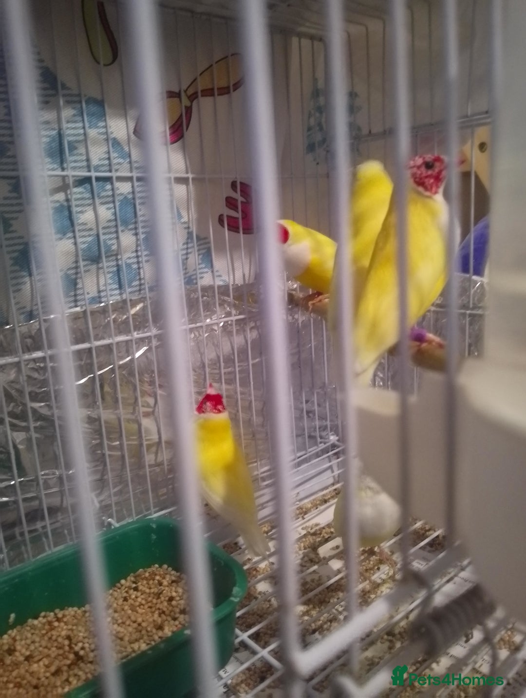 Finches birds for sale: Gouldian finches for sale  - Image 2