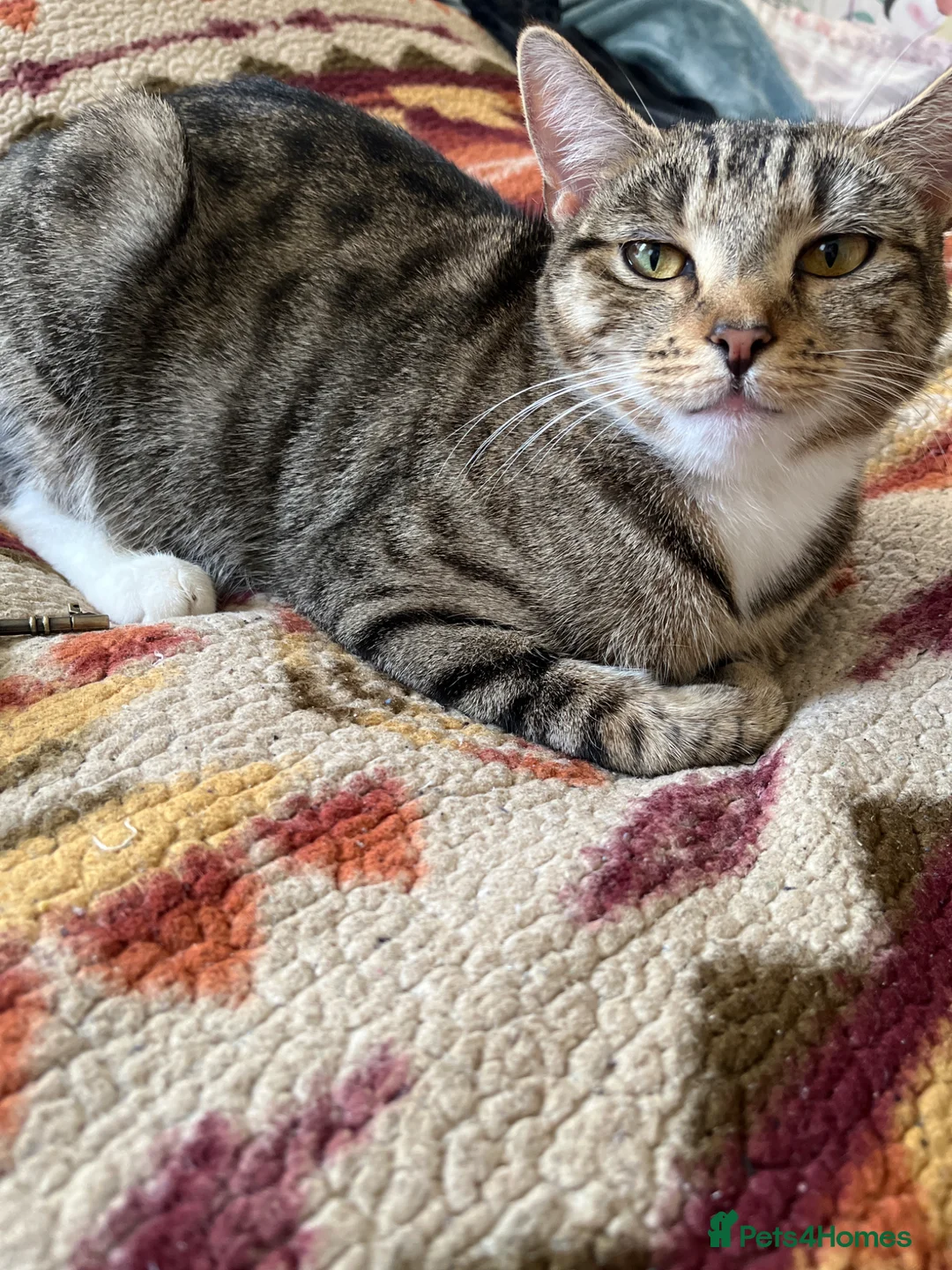 Mixed Breed cats for sale: Baby’s cat  - Advert 1