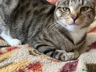 Mixed Breed cats Baby’s cat - Advert 1