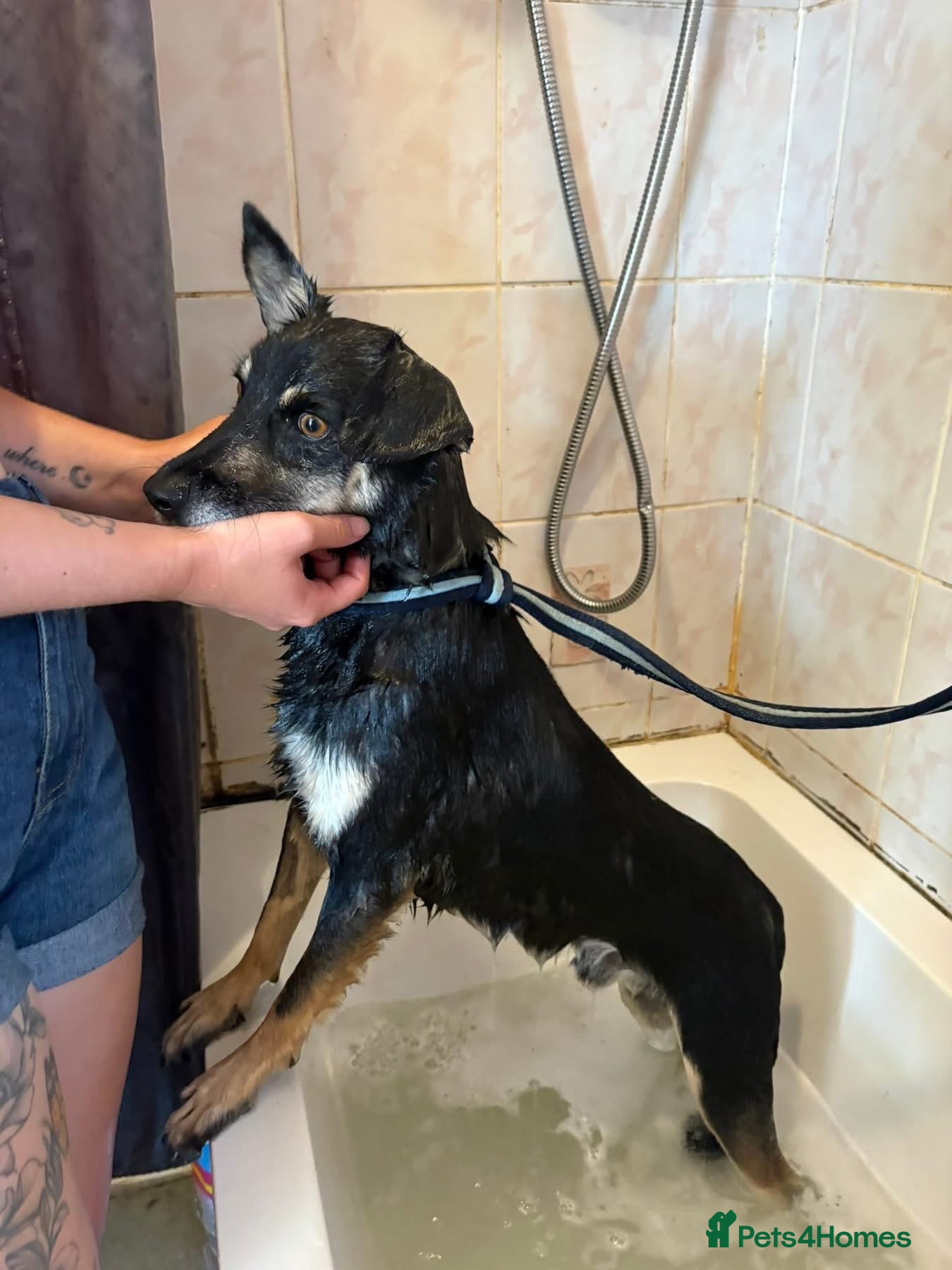 Mixed Breed dogs Rambo - Norwich Norfolk  - Advert 1