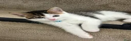 Mixed Breed cats for sale: 3 Gorgeous Kittens Looking for Their Forever Homes - Advert 16
