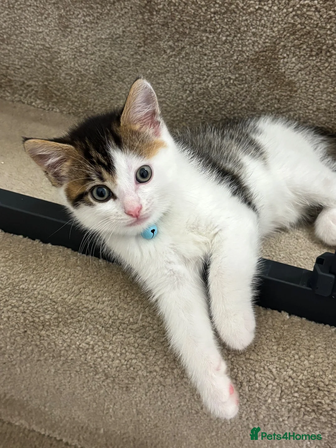 Mixed Breed cats for sale: 3 Gorgeous Kittens Looking for Their Forever Homes - Advert 16