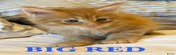 Maine Coon cats for sale: GCCF/TICA Pedigree Maine Coon Kittens - Advert 3