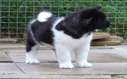 Akita dogs for sale: Quality Akita Babies (& KC Registered) - Image 23