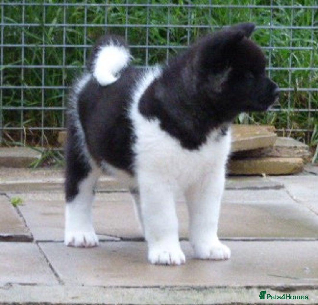 Akita dogs for sale: Quality Akita Babies (& KC Registered) - Image 23