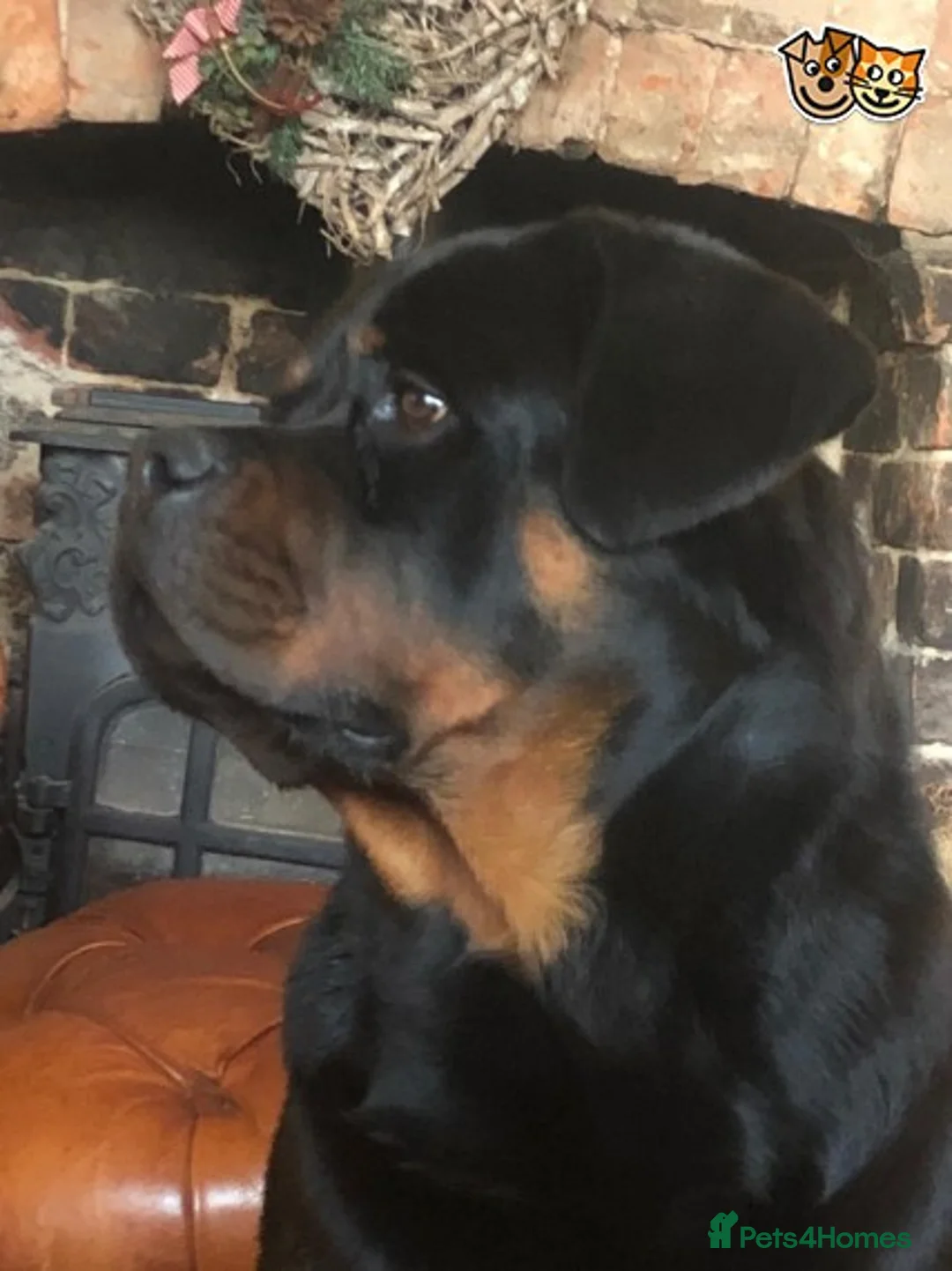 Rottweiler dogs for stud: **** FAUSTINIS TK,S QUANTOM OF SOLICE **** in Preston - Advert 21