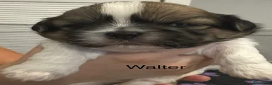Shih Tzu 3 Walter