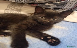 Mixed Breed cats for sale: Beautiful kittens for sale - Advert 9