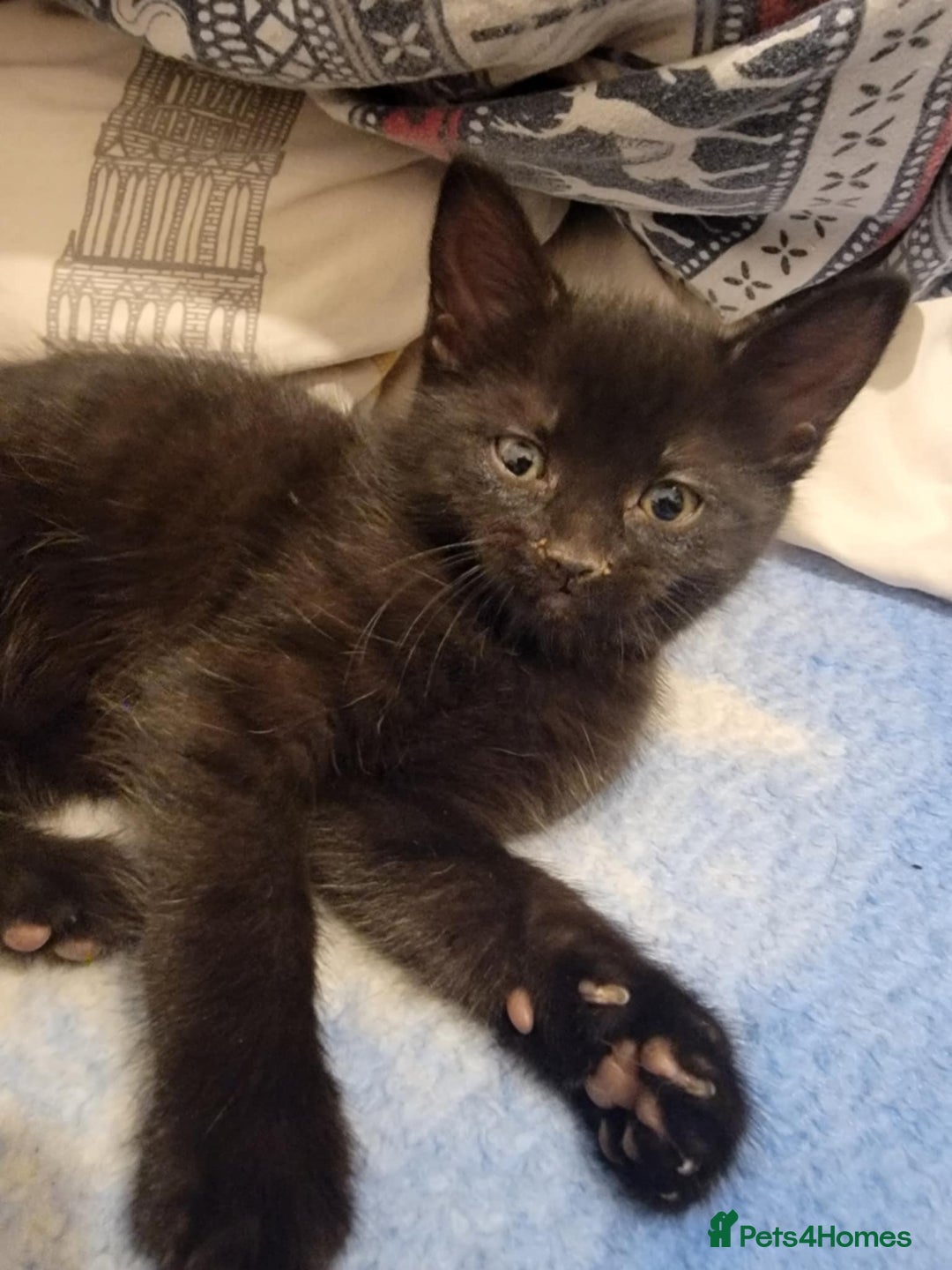 Mixed Breed cats for sale: Beautiful kittens for sale - Advert 9