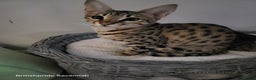 Savannah cats for sale: Britishpride F7 Savannah Kittens Male and female  - Advert 17