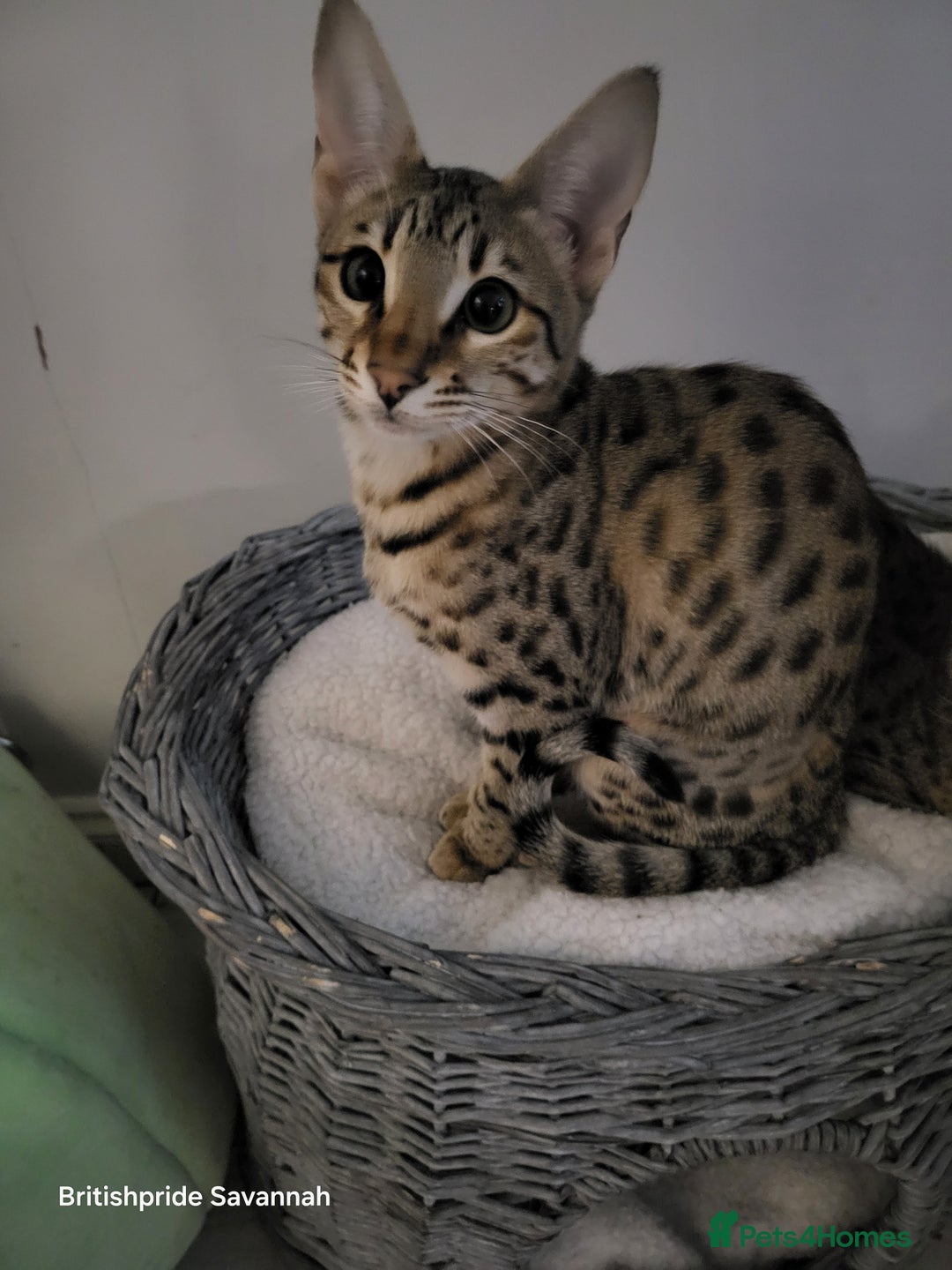 Savannah cats for sale: Britishpride F7 Savannah Kittens Male and female  - Advert 17