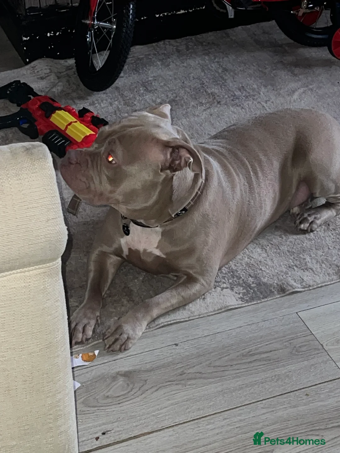 American Bully dogs for sale: Pocket bully - Advert 1