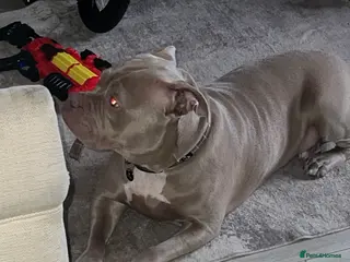 American Bully dogs Pocket bully - Advert 1