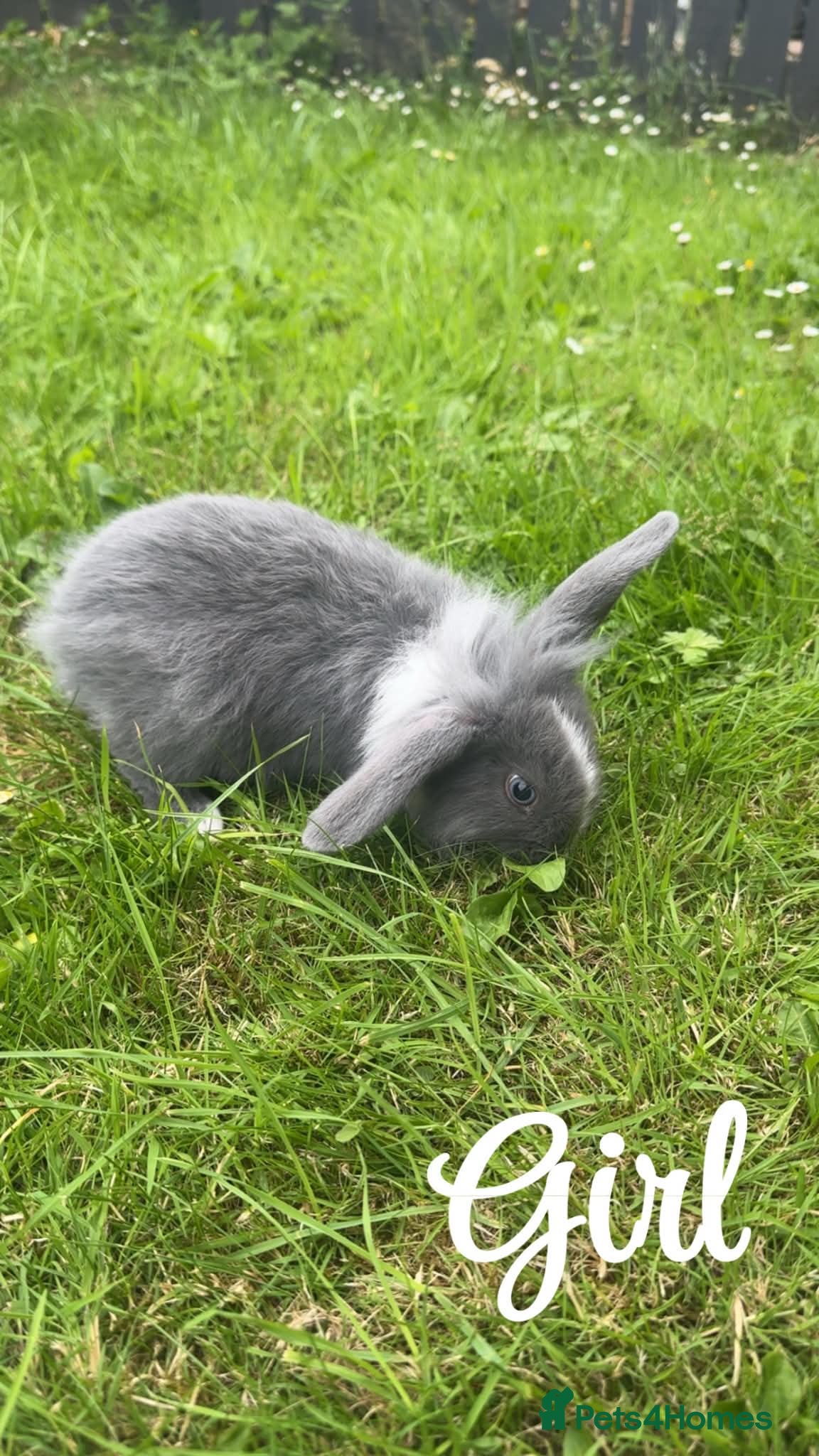 Mini Lion Lop rabbits Beautiful fluffy baby bunnies - Advert 8