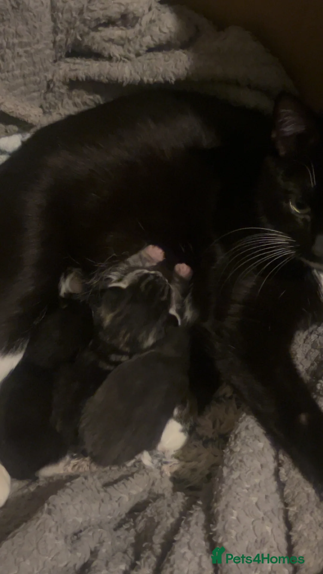 Mixed Breed cats for sale: Gray Tabby and black white kitten  - Advert 1