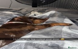 Dachshund dogs for adoption: 1 year old dachshund  - Image 2