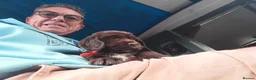 Sprocker dogs for sale: Sproker spaniel pups  - Advert 20