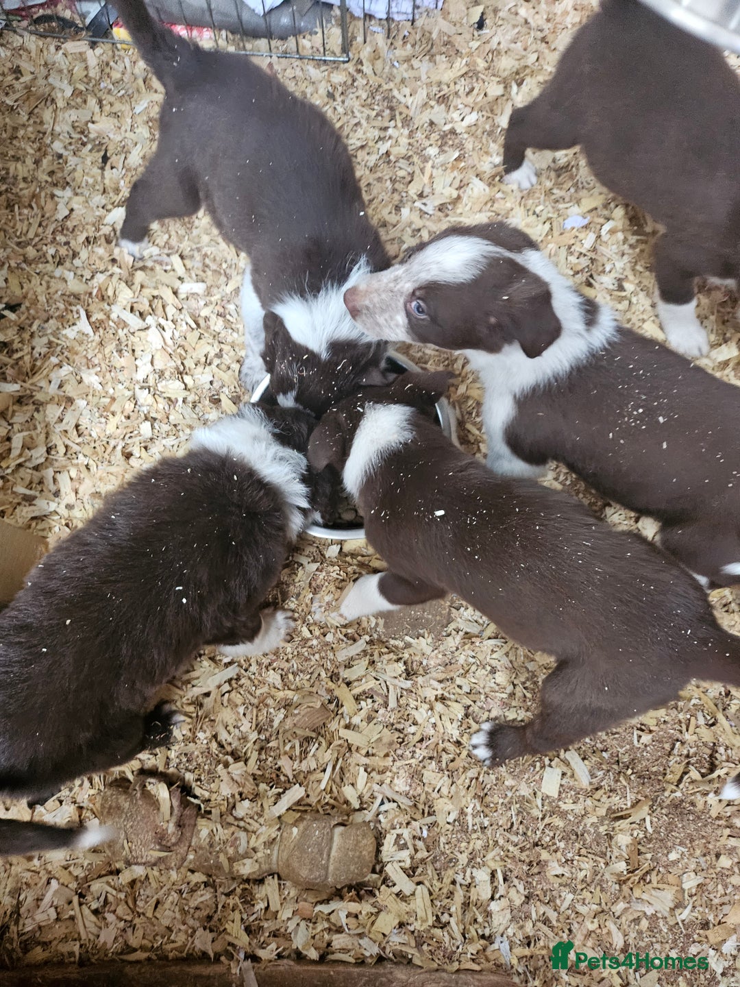Border Collie dogs for sale: Red border collie pups for sale - Advert 11