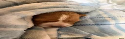 Cocker Spaniel dogs for sale: Golden girl cocker spaniel  in Reading - Advert 5