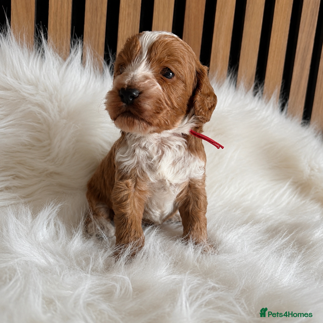 Cockapoo dogs ♦️🐾 F1 Cockapoo Puppies •  Pedigree •DNA Tested✅  - Advert 6