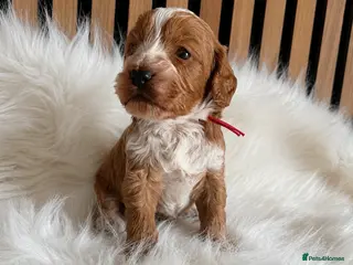 Cockapoo dogs ♦️🐾 F1 Cockapoo Puppies • Pedigree •DNA Tested✅ - Advert 6
