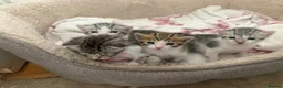 Bengal cats for sale: Beautiful Bengal X Kittens  - Advert 13
