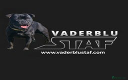 Staffordshire Bull Terrier dogs for stud: Mr T Champion sired Stud Blue gene 🧬 - Image 16