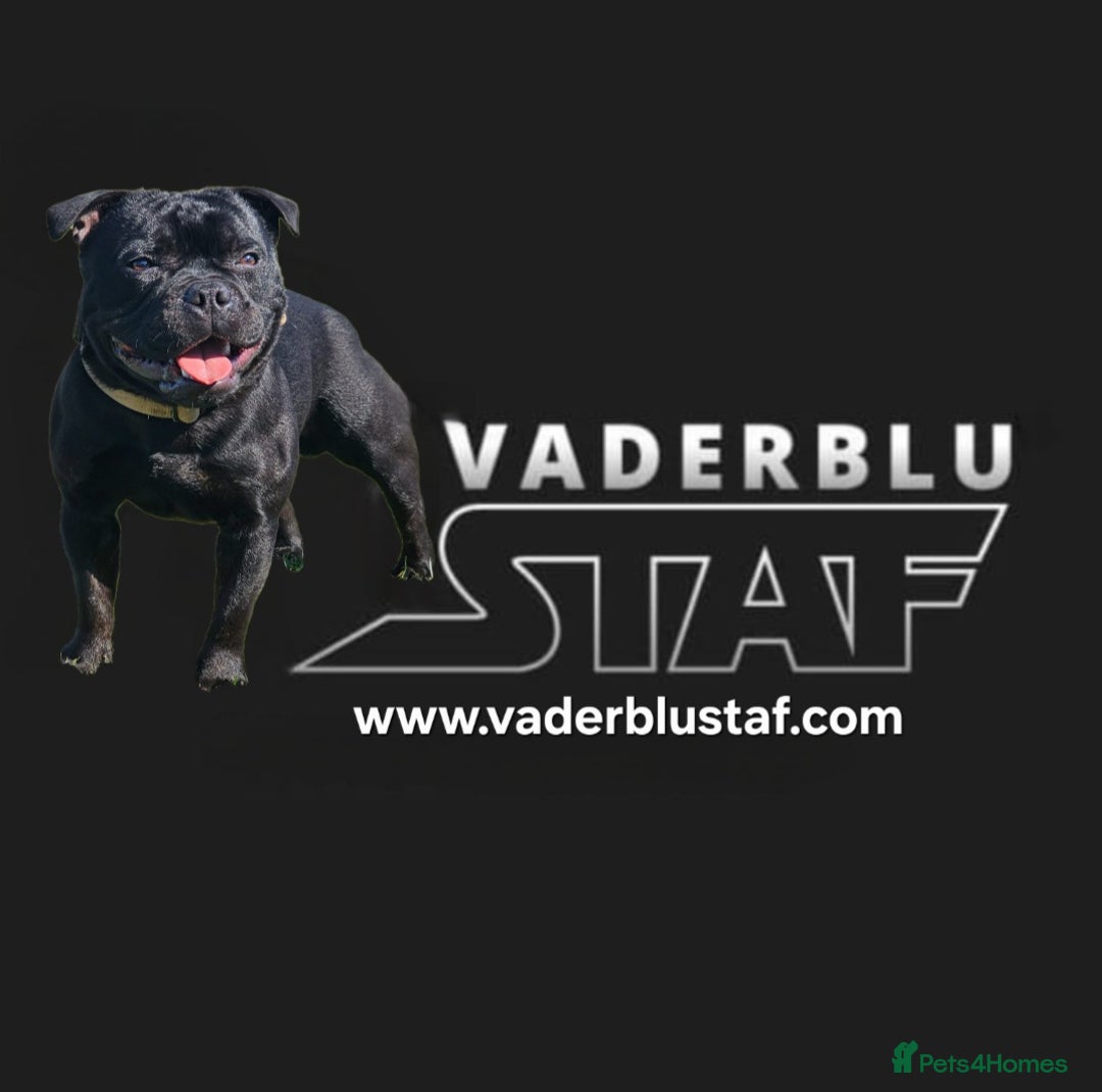 Staffordshire Bull Terrier dogs for stud: Mr T Champion sired Stud Blue gene 🧬 - Image 16