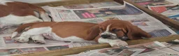 Basset Hound dogs for sale: Basset hound pups kc reg.European lines - Advert 6