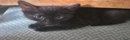 Mixed Breed cats for sale: 5 playful kittens for sale - Advert 16
