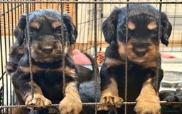 Cocker Spaniel dogs for sale: Cocker Spaniel puppies - Image 9