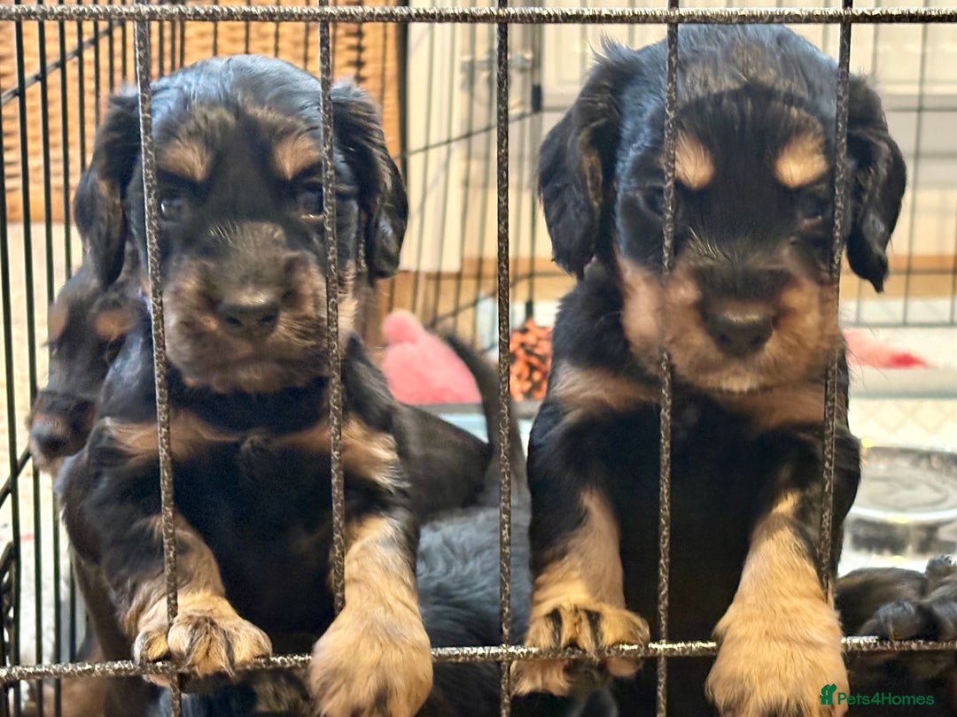 Cocker Spaniel dogs for sale: Cocker Spaniel puppies - Image 9