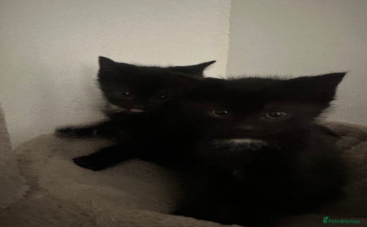 Mixed Breed cats 4 beautiful kittens - Advert 1