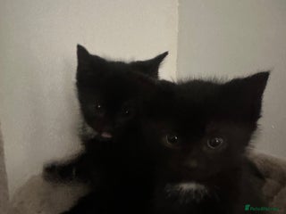 Mixed Breed cats 4 beautiful kittens - Advert 1